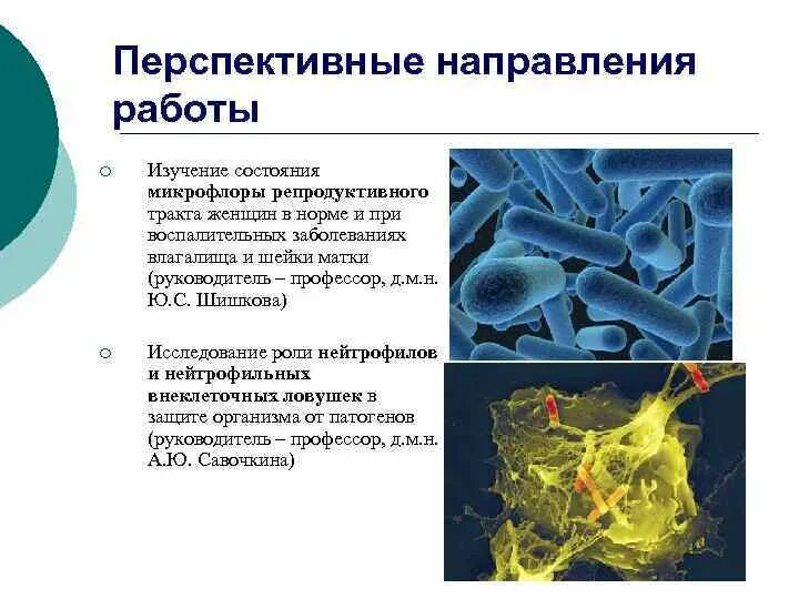 Состояние микрофлоры. Микрофлора репродуктивного тракта.. Эндогенная инфекция. Источники эндогенной инфекции. Эндогенные инфекции примеры.