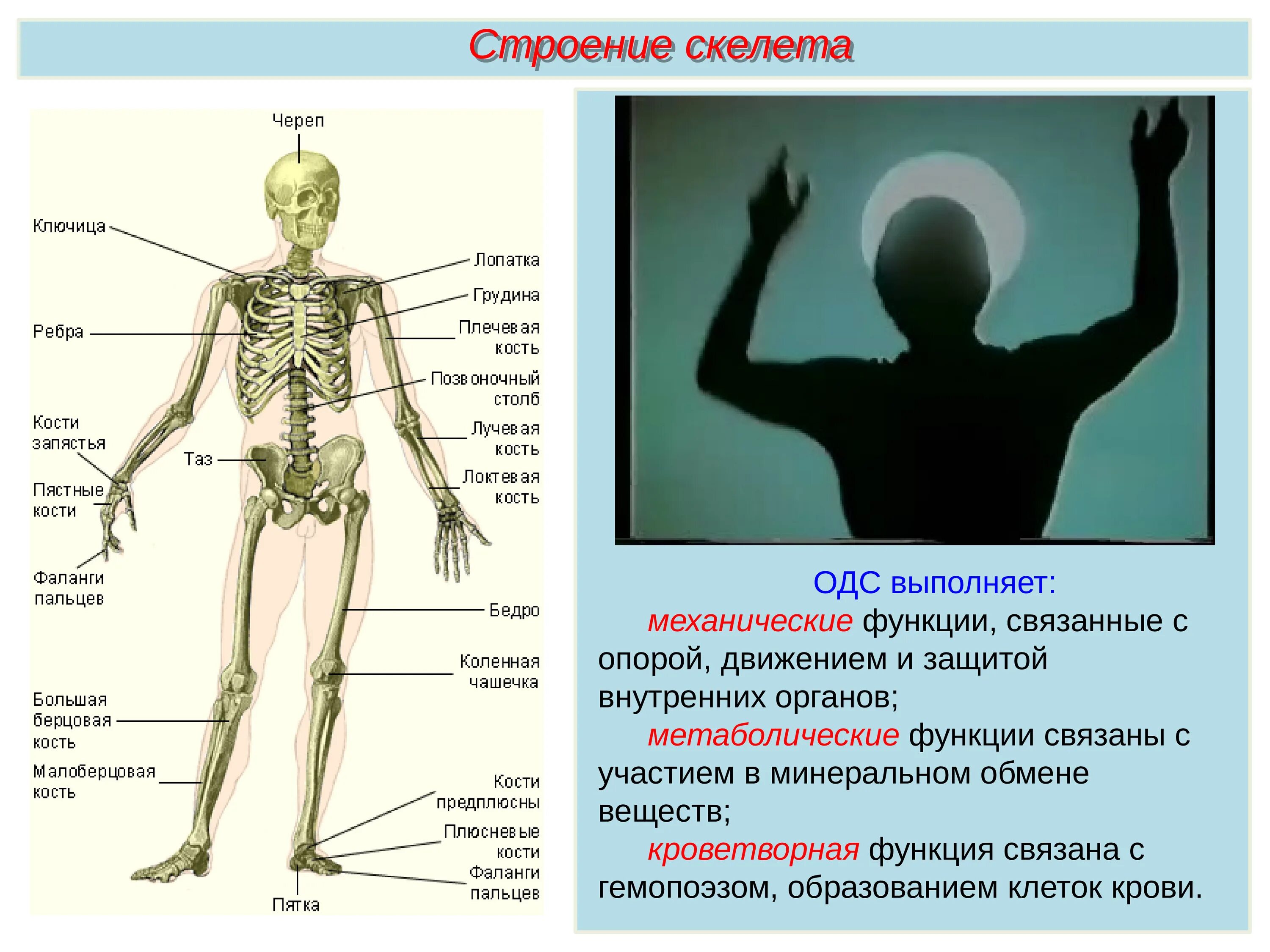 Строение скелета человека. Строение костей скелета. Строение ОДС человека. Строение скелета соединение костей. Скелет участвует в минеральном обмене