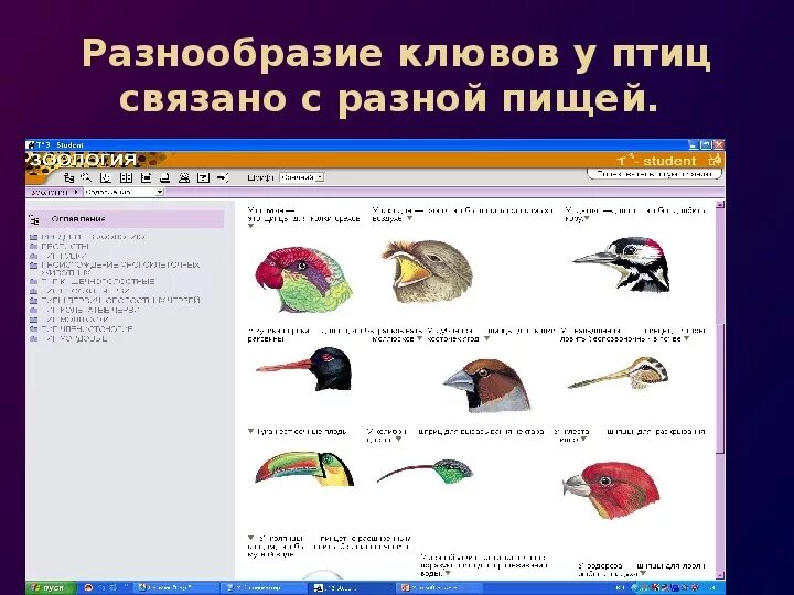 Проверочная работа класс птицы 8 класс биология