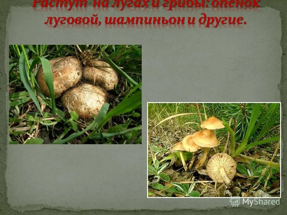 Жизнь леса грибы. Жизнь леса природное сообщество. Роль лесов в жизни человека. Заключение в презентации про грибы. Природное сообщество грибов.