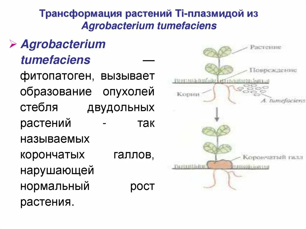 Преобразования у растений