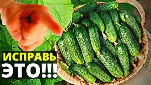 Огурцы горчат причина и что делать