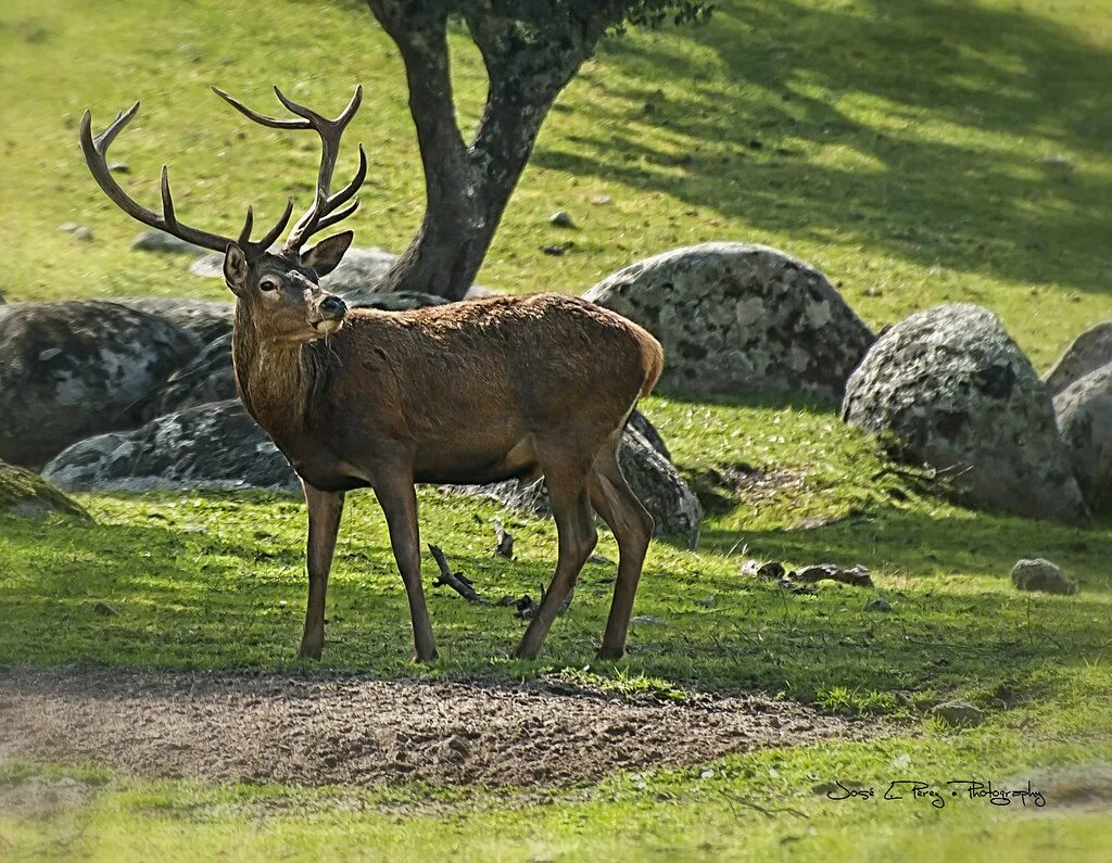 Жак тожа арамис. Благородный испанский. Благородный олень великобритании. Арамис мушкетер портрет валерия булат. Олени в испании.