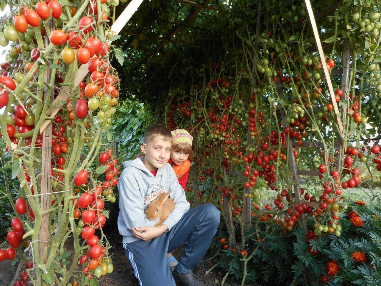 Помидоры в огороде. Высокие грядки для томатов. Методы выращивания помидоров
