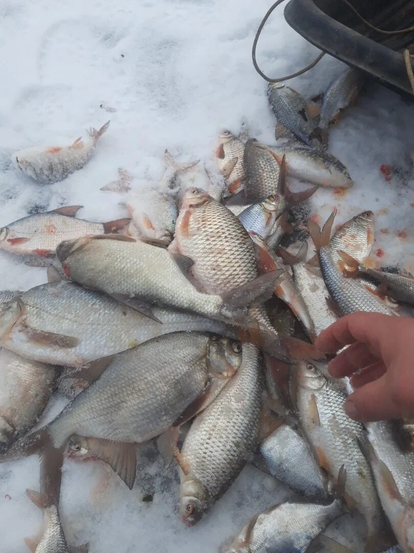 Озернинское водохранилище рыбалка. Симферопольское водохранилище рыбалка. Зимняя рыбалка в Ростове. Рыбалка в Ростовской. Ловля в ростове