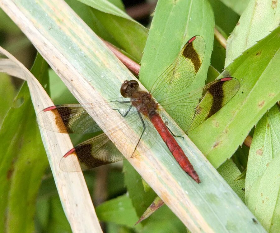 Sympetrum pedemontanum. Стрекоза перевязанная. Стрекозы Подмосковья. Огромные Стрекозы в Подмосковье. Перевязанная стрекоза превращение