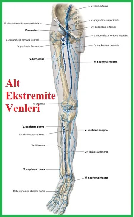 Vena saphena. Сафена Магна. V saphena Magna. Alt Ekstremite arter venleri.
