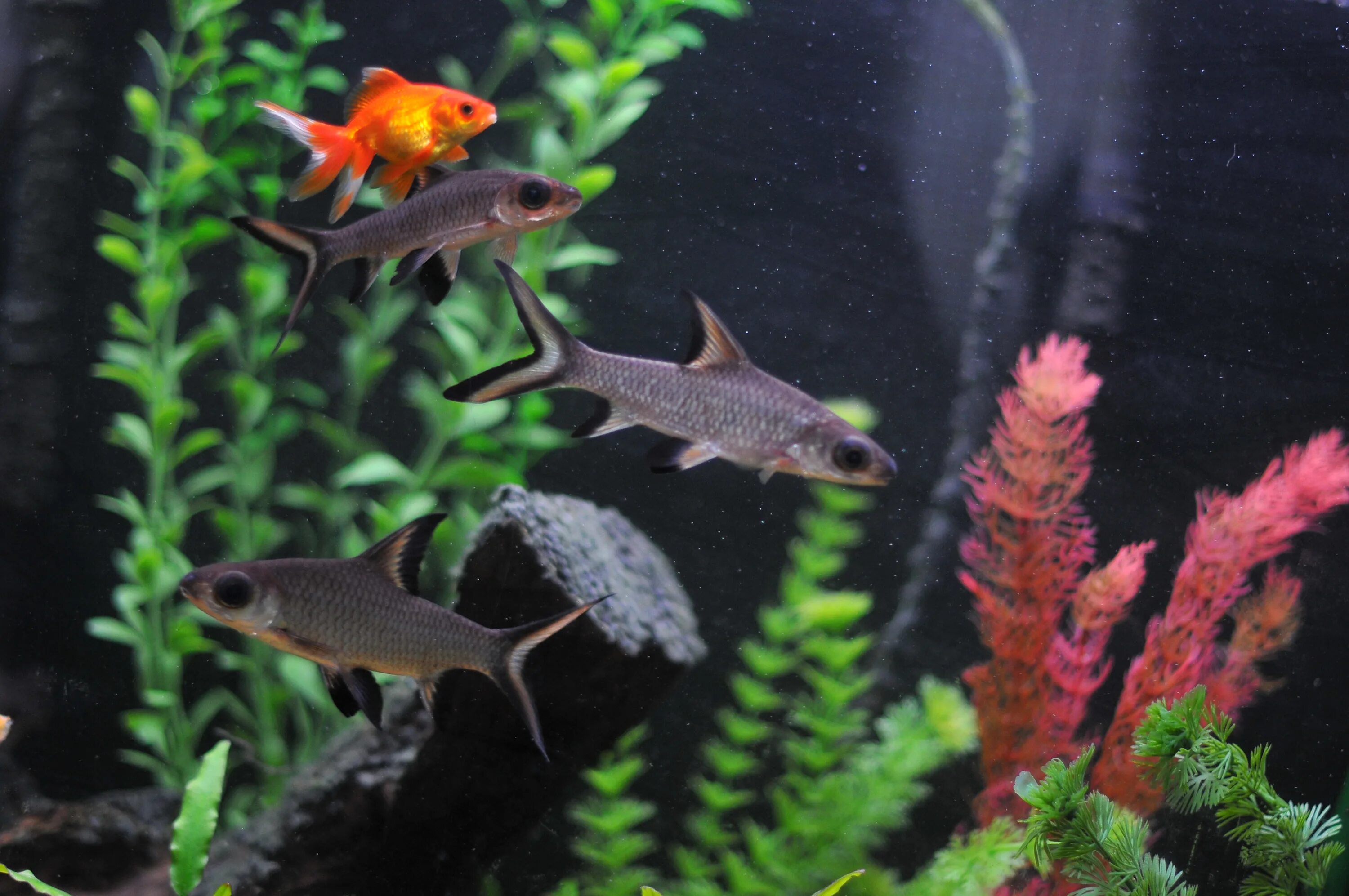 скалярии аквариумные совместимость с другими рыбками таблица. барбус рыбка совместимость с другими рыбами таблица. рыбка гурами совместимость с другими рыбами. скалярия рыбка совместимость с другими рыбами таблица. таблица совместимости гуппи с другими рыбками.