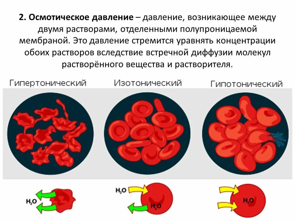 Эксперимент с эритроцитами и солью