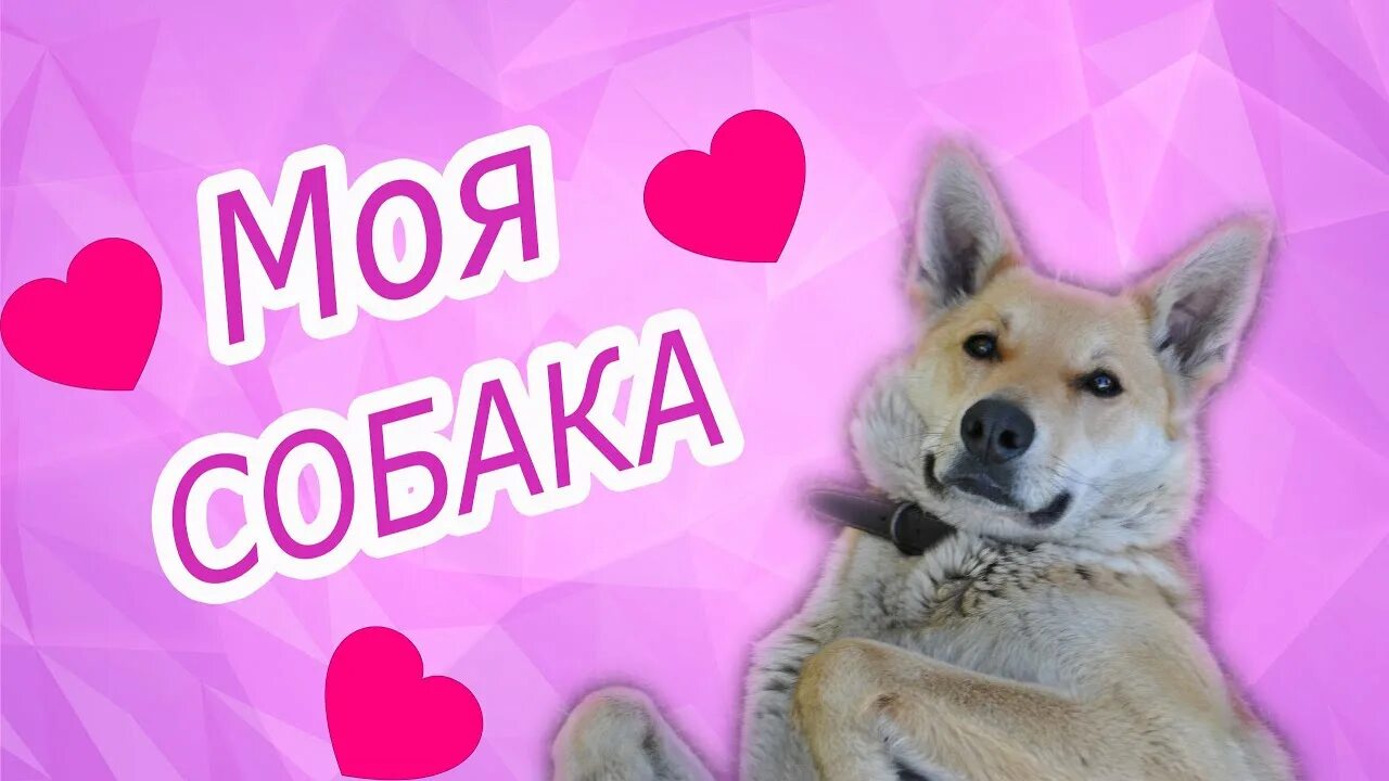 Люблю собак. Любимый пес. Милые собачки с сердечками. Презентация моя любимая собака. Любимой собаке посвящается.