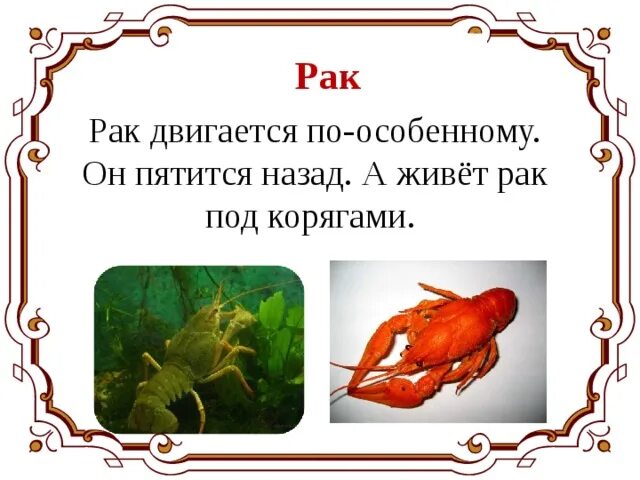 Жил был рак. Рачки передвигающиеся. Пятиться. Пятится это как. Он пятится назад.