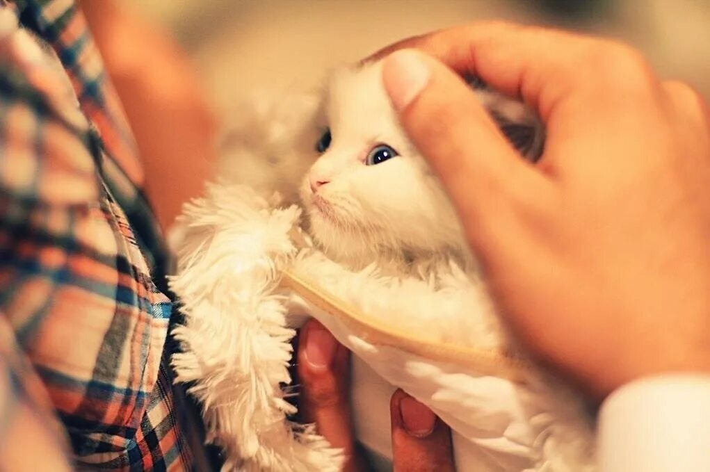 Ладошки нежные кошки