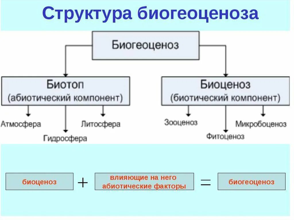 Виды связей в экологии. Структура биоценоза компонент. Структурные компоненты биоценоза. Схема структурных компонентов биоценоза. Какова структура биогеоценоза.