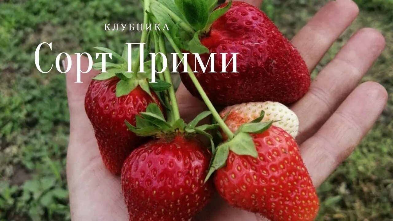 Клубника прими. Клубника сорт прими. Клубника пирчинкью.