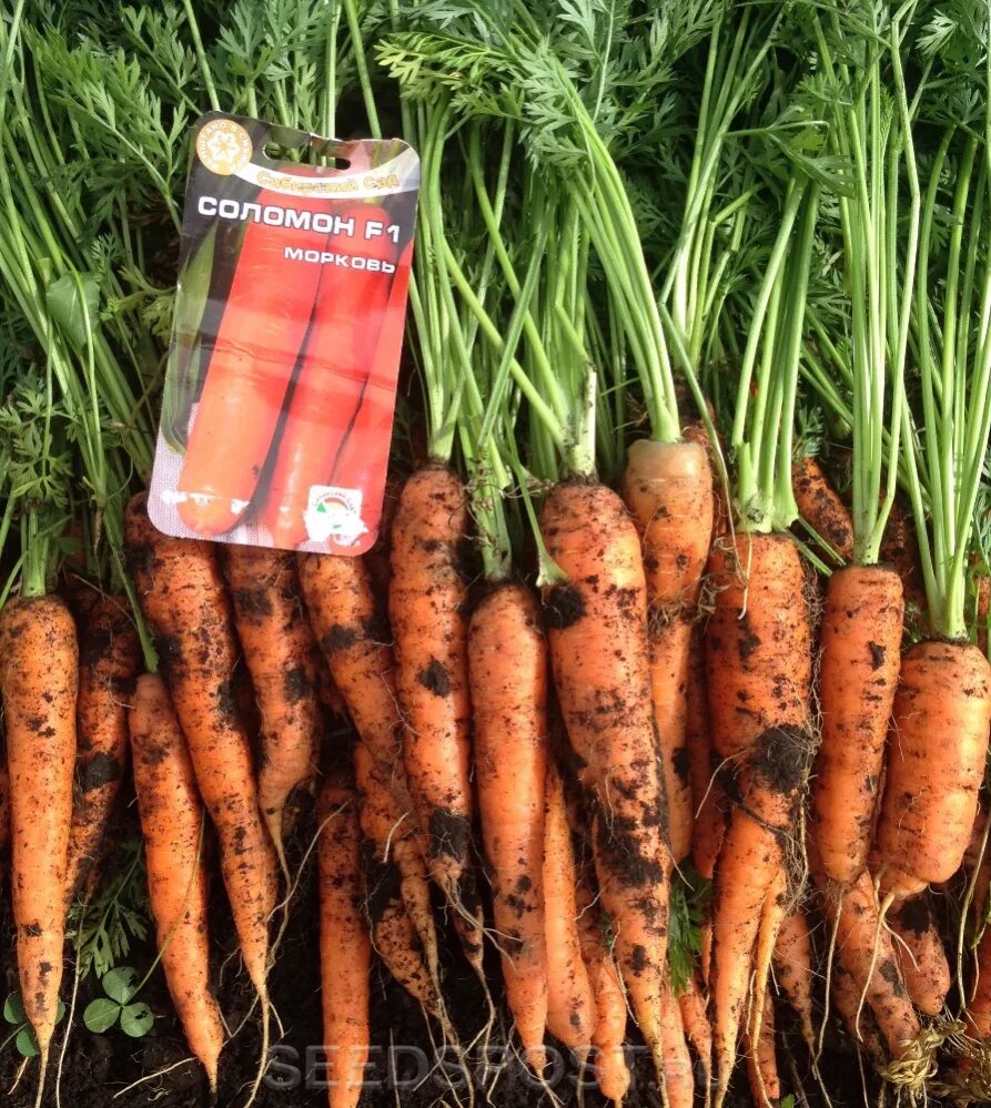 Какая морковь сладкая. Морковь Кантербюри f1.