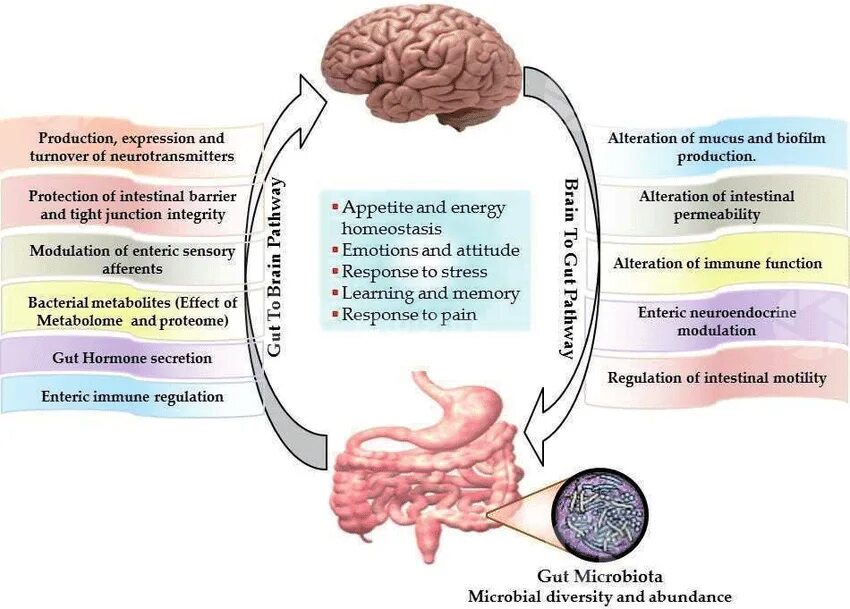 Книга мозги и кишечник. Микробиота-кишечник-мозг. Ось кишечник мозг. Ось микробиом кишечник мозг. Ось кишечный мозг микробиота.