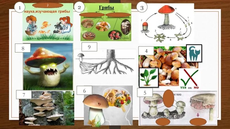 Грибы разнообразие. Многообразие грибов. Разнообразие грибов презентация. Грибы 5 класс биология.