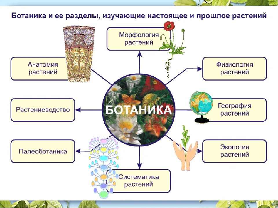 Класс в биологии 5 класс определение кратко. Ботаника биологическая наука. ботаника разделы биологии. коука орасстения ботаник. ботаника предмет изучения.