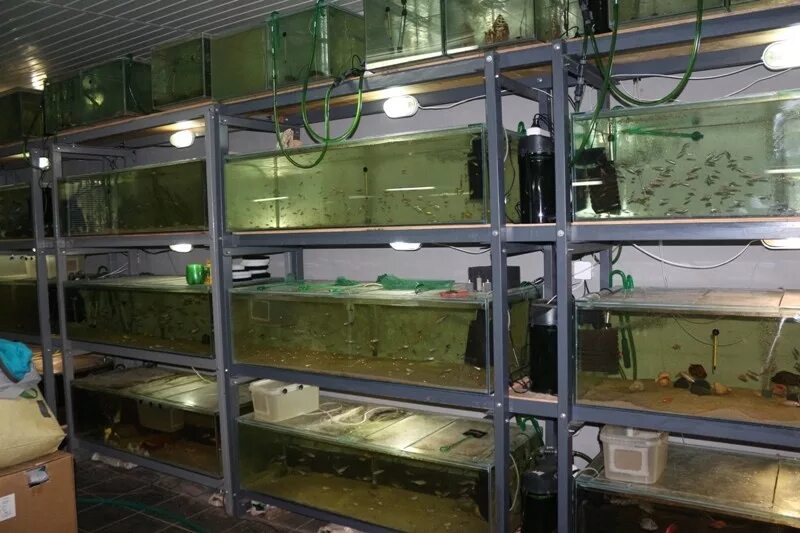 Разводня аквариумных рыб. Аквариумы для разведения рыбок. Стеллаж для аквариума. Ферма аквариумных рыбок. Домашние разведение аквариумных.