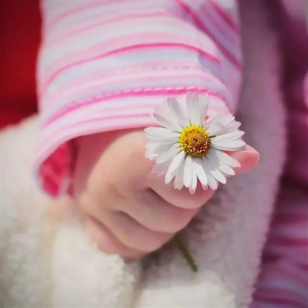 Цветы для малышей. Дети с цветами. Красивые маленькие цветочки. Ребенок с цветком в руках. Новорожденный без мамы