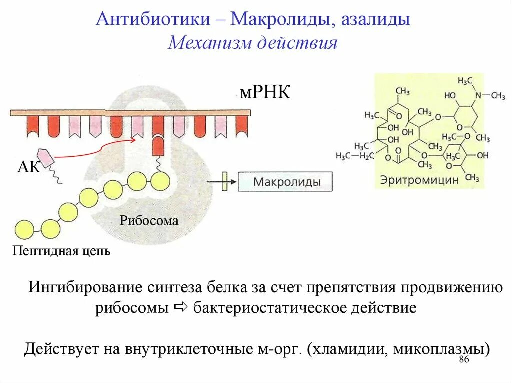 Синтез белка механизмы. Механизм действия антибиотиков нарушающих Синтез белка. Механизм действия макролидов антибиотиков. Макролиды механизм действия кратко. Механизм действия макролидов схема.