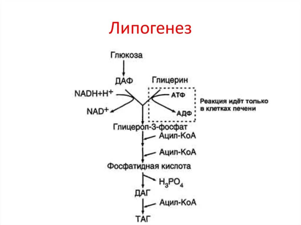 Реакция организма на глюкозу. Схема синтеза жиров в печени биохимия. Синтез жиров биохимия реакции. Схема синтеза жиров в жировой ткани. Синтез таг биохимия схема.