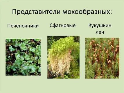 К какому царству относятся мхи