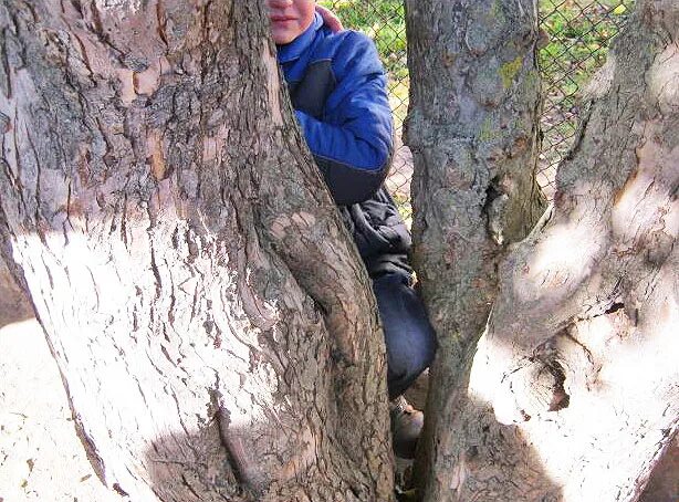 Застряла между двух деревьев. Лось застрял между деревьев. Застряла между двух деревьев. Комикс про кришнаитов открывающих 3ий глаз. Девочка на дереве.