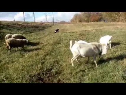 Барашка пас видео