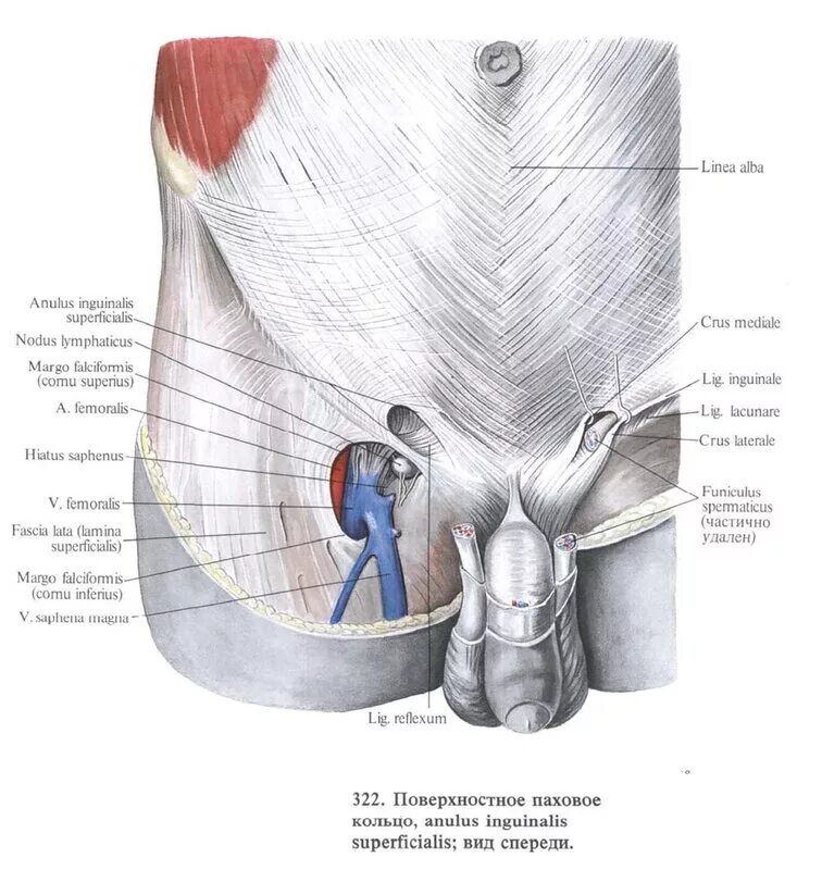 Какая мышца в паху. Паховая связка и паховый канал анатомия. Мышцы паховой области. Мышцы в области паха. Какая мышца в паху.