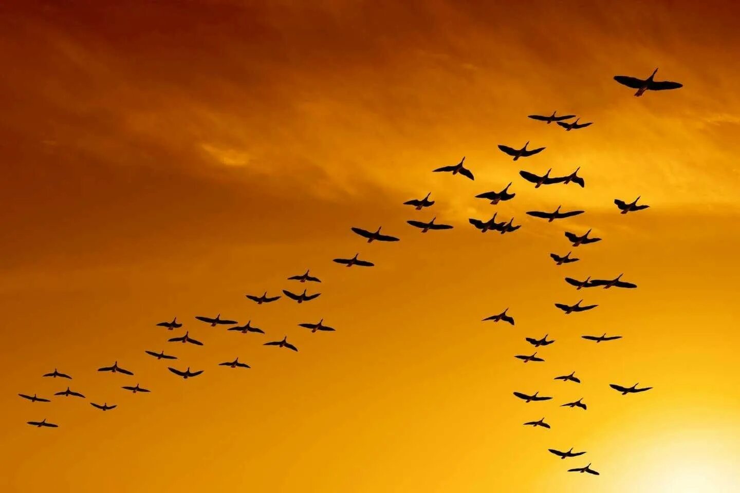 Приближается осень косяки журавлей летят. Перелётные птицы журавлиный Клин. Перелётные птицы стая Клин. Перелетные птицы улетают на Юг.