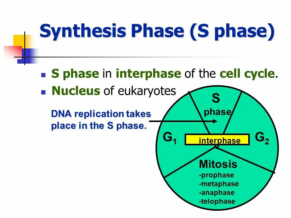 R d phase. Interphase s phase. synthetic phase. s phase of the cell cycle. cell interphase.