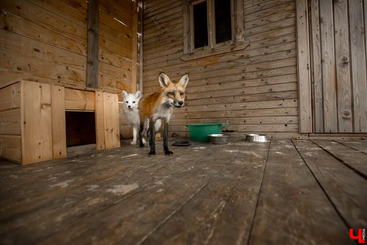 Дом fox. Лиса в домике. Лисицы Тверская область. Домик лисички. Домашние лисы.