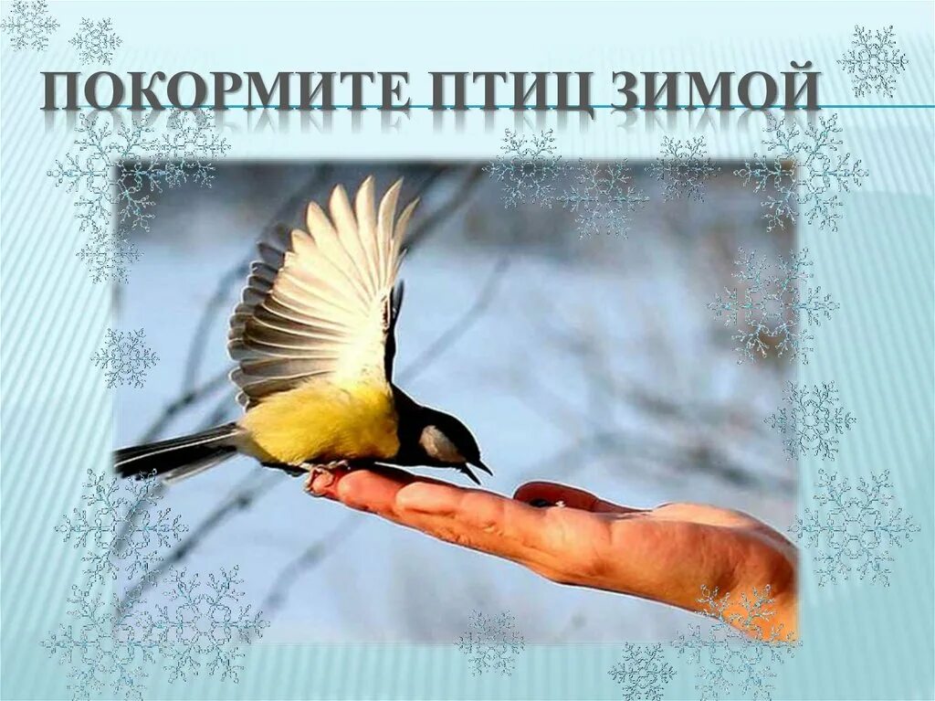 Покормите птиц зимой 2024. Покормите птиц зимой. Акция покормите птиц зимой. 15 января день зимующих птиц. Акция покормите птиц зимой объявление.