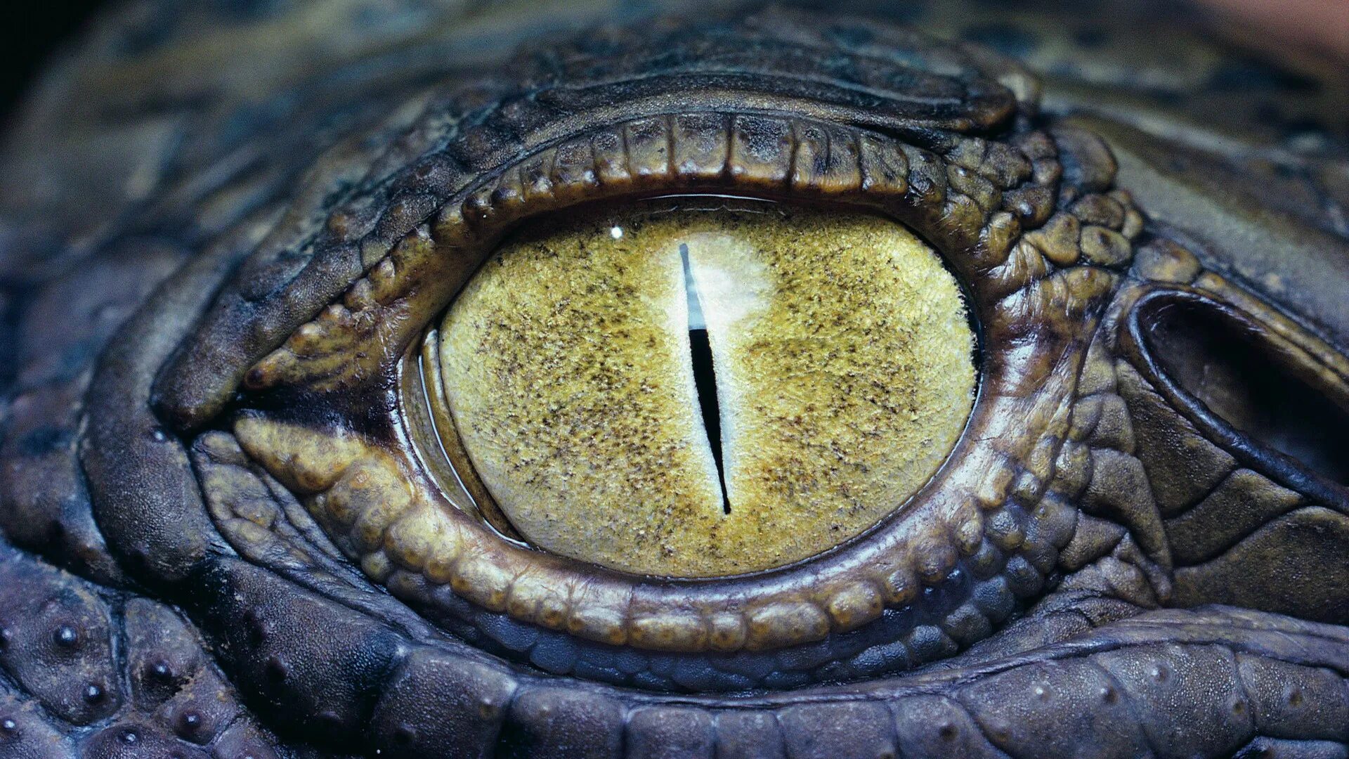 Веки змей сросшиеся прозрачные. Глаз крокодила. Змеиные глаза. Глаз рептилии. Зрачок крокодила.
