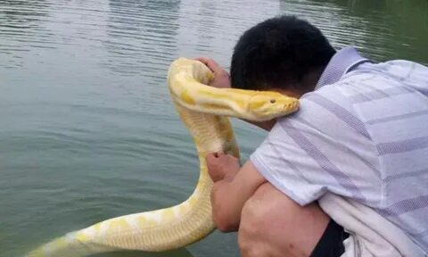 Pet python