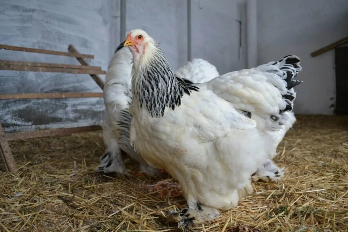 Купить породу брама. Брама светлая(колумбийская), куропатчатая. Брама светлая колумбийская. Брама колумбийская цыплята. Брама куропатчатая колумбийская.