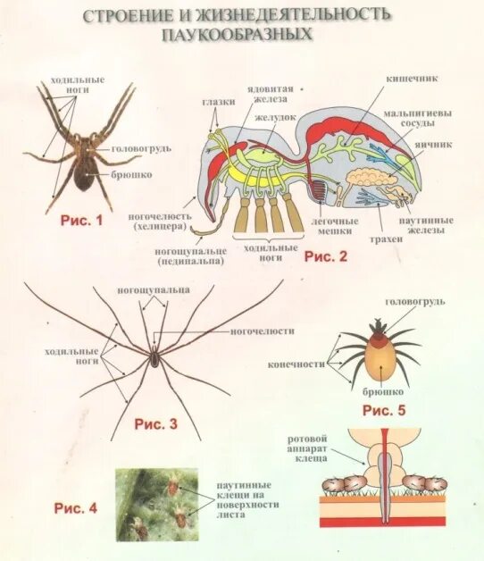 Отделы класса паукообразные. Внутреннее строение сенокосца. Строение паукообразных 7 класс биология. Строение паука сенокосца. Внешнее и внутреннее строение паукообразных 7 класс.