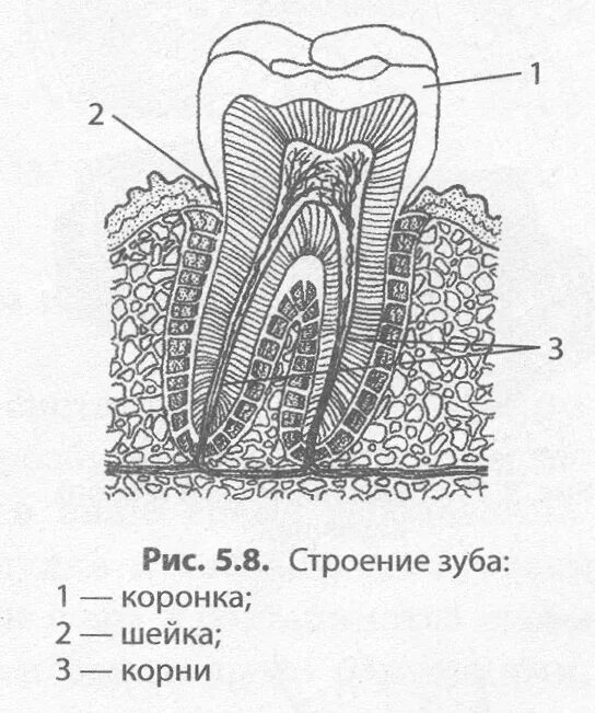 Схема строения зуба. Строение зуба биология 8. Анатомическое строение зуба рисунок. Строение зуба биология.