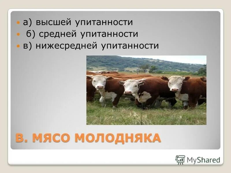 Волов и п. Волов и п