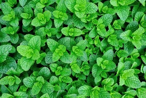 Just mint