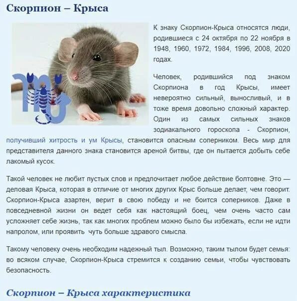 Мужчина рожденный крыса скорпион