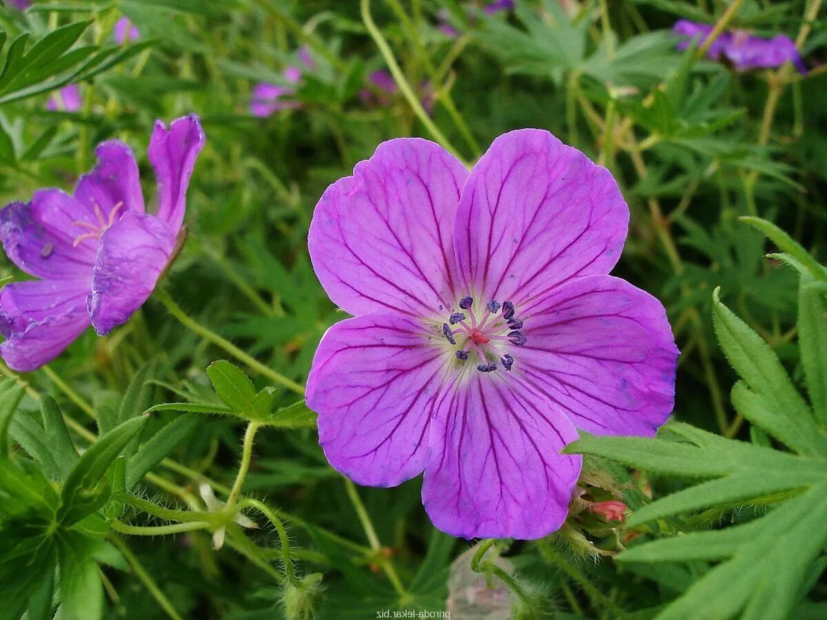 Журавельник Луговой. Герань Луговая []* (Geranium pratense. Герань Луговая журавельник. Герань Луговая Байкал.