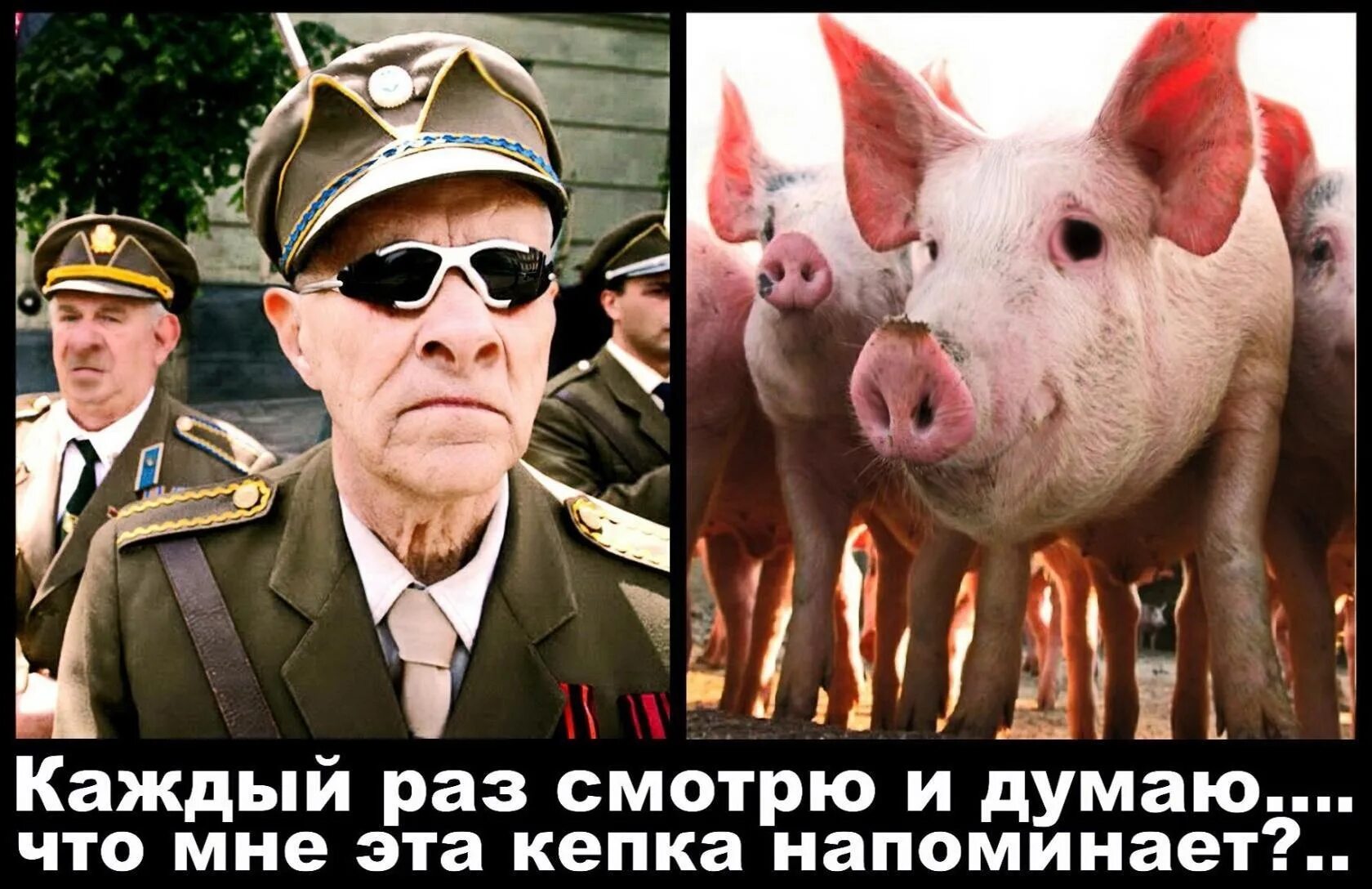 Свинособака немцы назвали. Свинособака немцы назвали. Свинособаки бандеровца шапка. Свинособака немцы назвали. Шапка свинособаки.