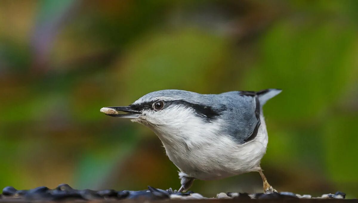 Почему назвали поползень. Поползень почему так называется. Поползень почему так называется. Поползень почему так называется. Поползень-крошка.