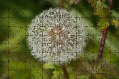 Дикий одуванчик