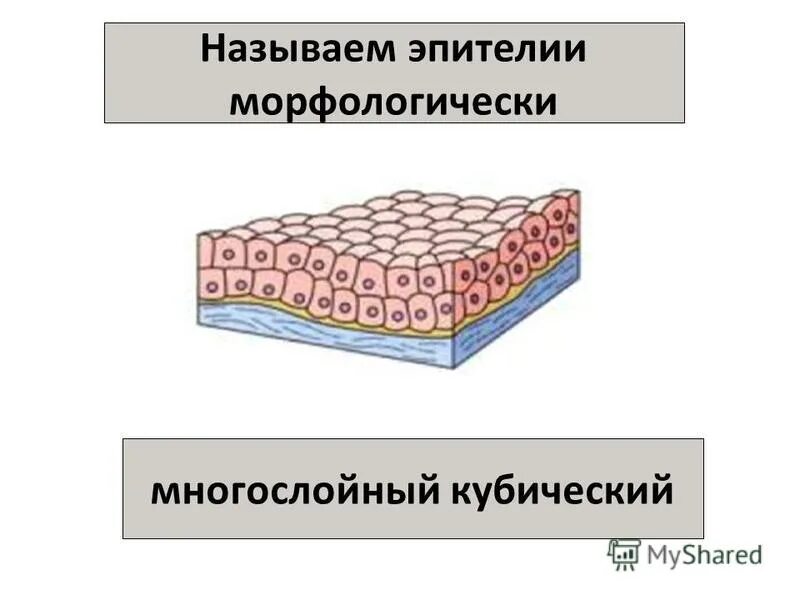 Клетки эпителиальной ткани. Гистология наука о тканях. Железистая эпителиальная ткань функции. Строение железистой эпителиальной ткани. Межклеточное вещество гладкой мышечной ткани.