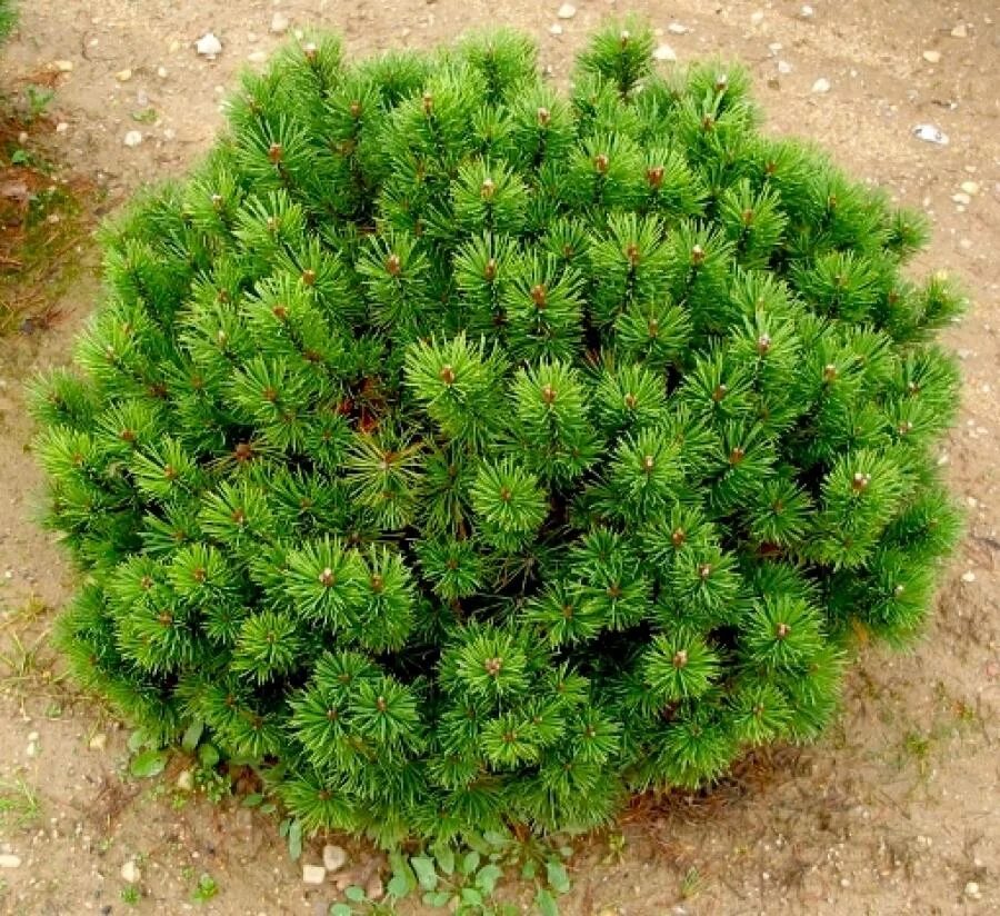 Сосна Горная Мопс. Сосна Горная Pinus mugo Mops. Сосна Горная 'Mops' Pinus mugo `Mops`. Пинус Муго Мопс сосна. Сосна горная карликовая