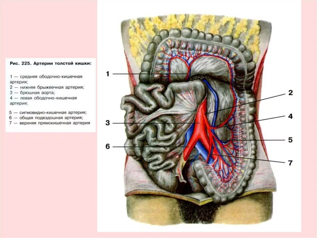 Верхняя брыжеечная артерия и Вена. Подвздошно ободочная Вена. Кровоснабжение брюшной полости анатомия. Что кровоснабжают брыжеечные артерии. Артерии органов брюшной полости