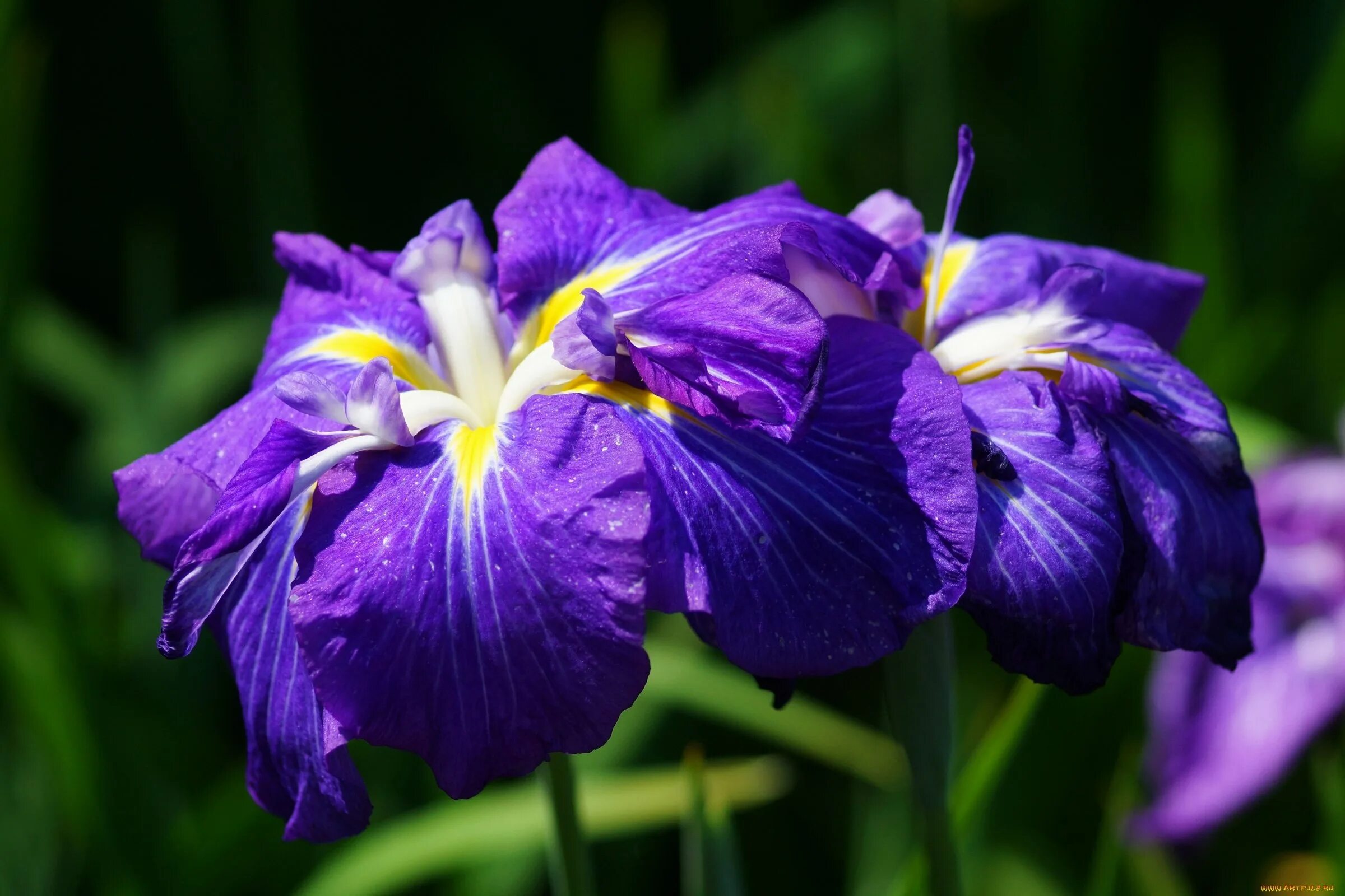 Каким цветом ирис цветок. Ирис Касатик. Ирис бутон. Ирис узколистный. Ирис фиолетовый обыкновенный.